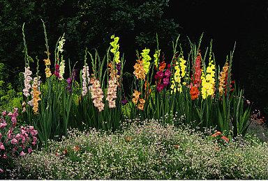 Switch新机型OLED Model公开 10月8日发售、2680港币